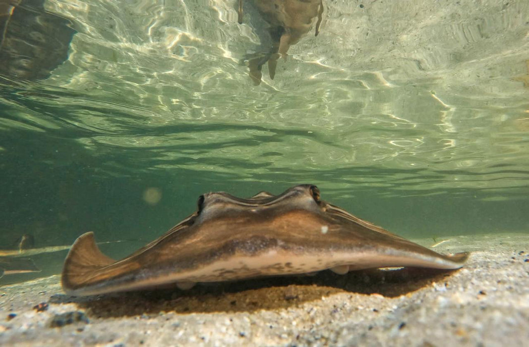 Stingray Snorkel With Entry Pass