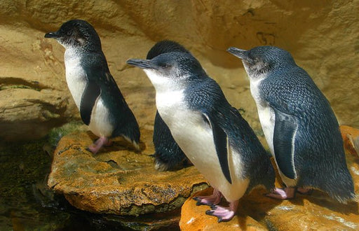 Evening Montague Island Penguin Tour - We Wander