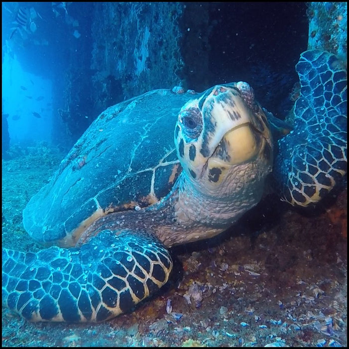 Ex - Hmas Brisbane Double Dive - We Wander