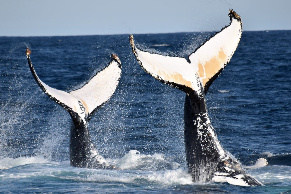 Whale Watch Perth