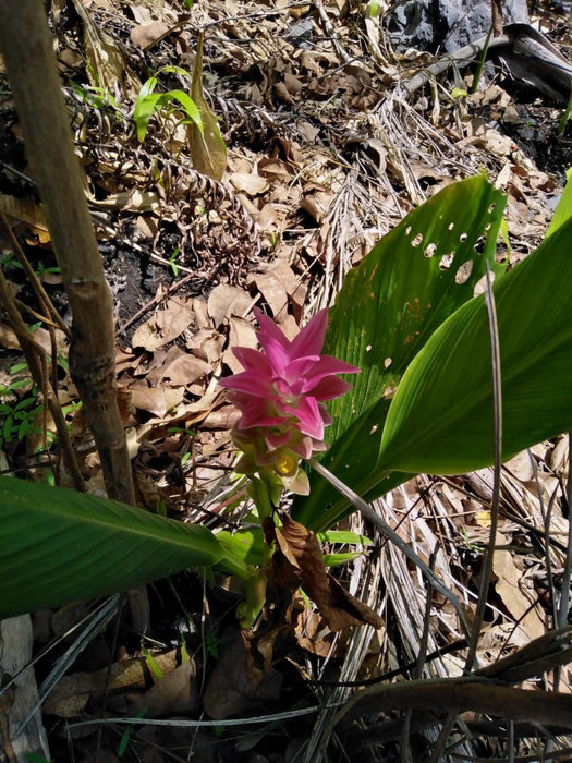 Litchfield Park Adventures + Berry Springs Natural Reserve