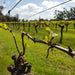 Full Day Wine & All About It Tour: Scones, Chocolate, Wineries, Lunch & More! - We Wander