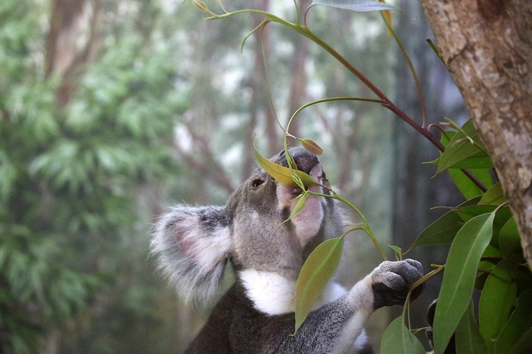 Gold Coast Eco Safari - Wild Animal Encounters And Electric Boat Cruise - We Wander