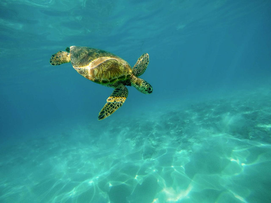 Swim With Turtles