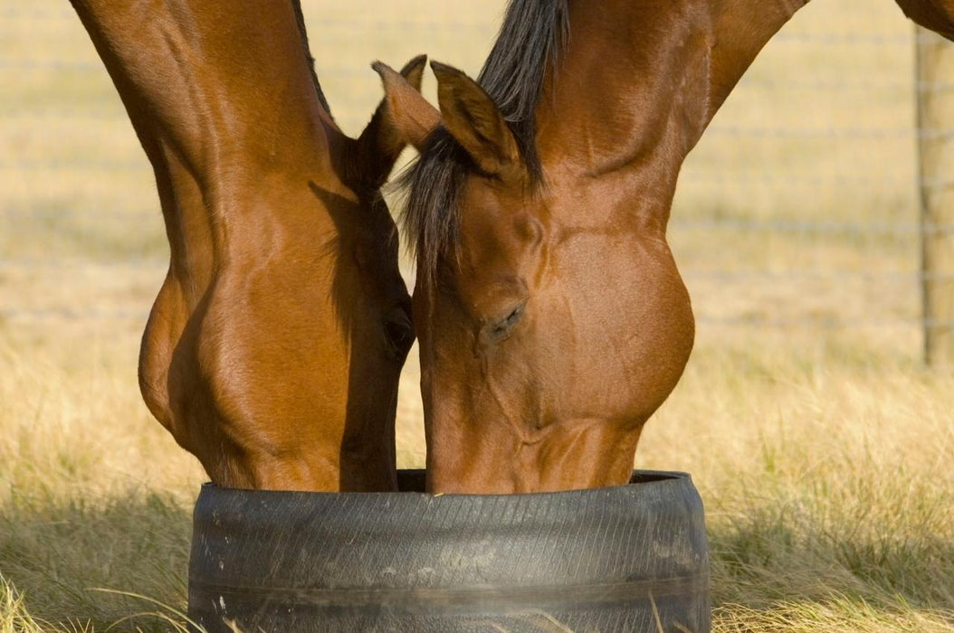 Half Day Racehorse Tour - We Wander