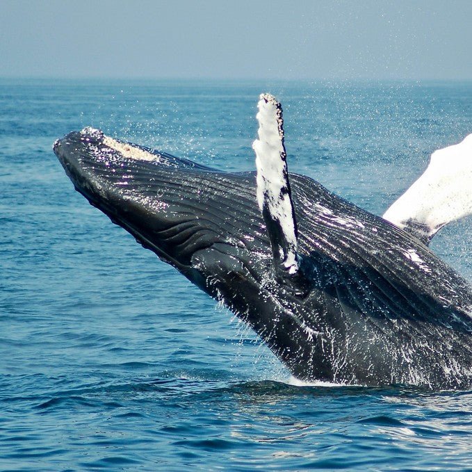 Hervey Bay's Ultimate Whale Watch - We Wander