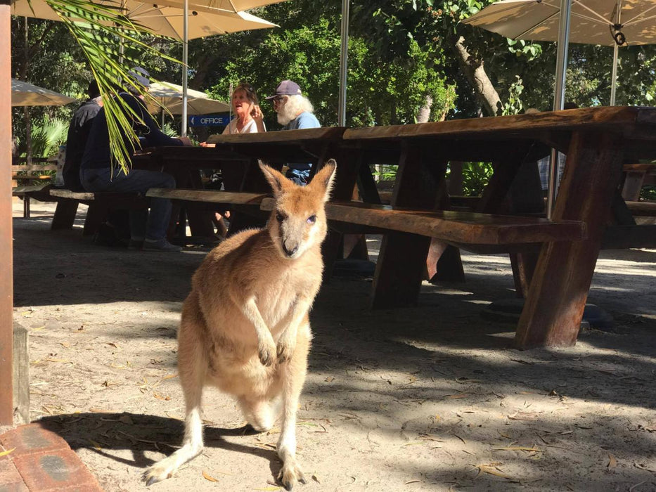 Weekend Breakfast Safari With Extended Island Stop - 1.5 Hour Jet Ski Safari