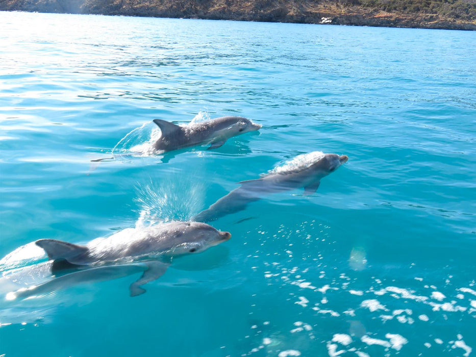 Kangaroo Island Ocean Safari - 2 Hour Swim With Dolphin, Seal & Coastal Snorkelling - We Wander