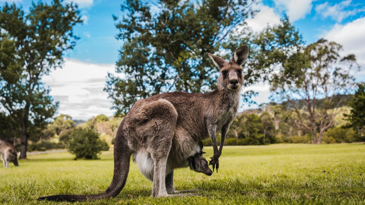 Kangaroos And Koala Experience Tour - Canberra - We Wander