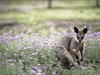Kangaroos And Koala Experience Tour - Canberra - We Wander