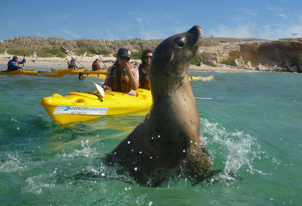 Penguin Island Adventure Tour