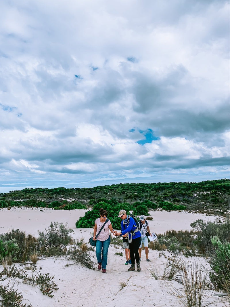 Koala Walking Tour - We Wander