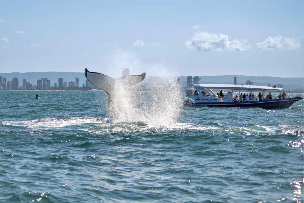 2.5Hr Whale Watching Cruise