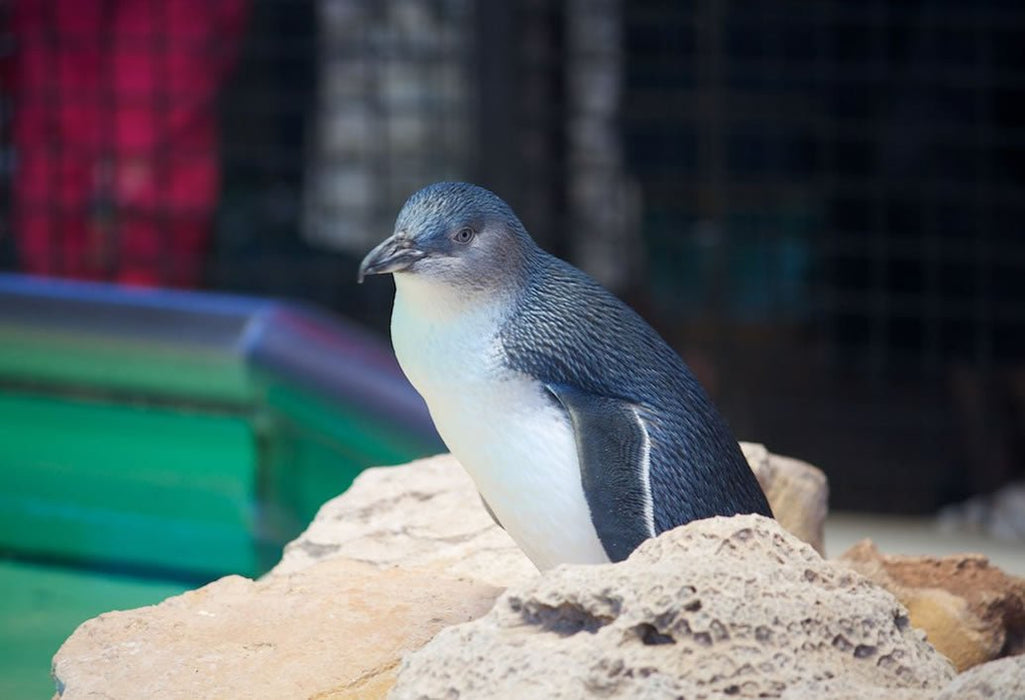 Mandurah Canal Cruise & Caversham Wild Life Park - We Wander