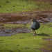 Maria Island National Park - Premium Private Photo - Oriented Day Tour - We Wander