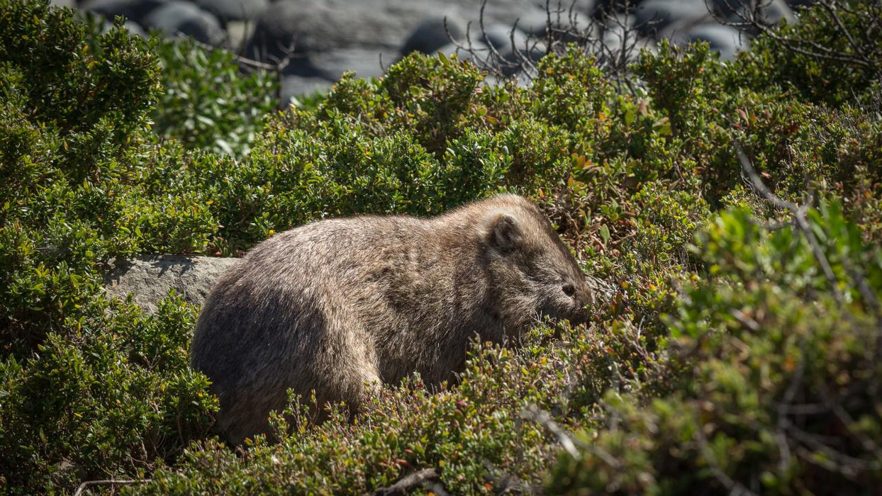 Maria Island National Park - Premium Private Photo - Oriented Day Tour - We Wander