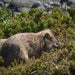 Maria Island National Park - Premium Private Photo - Oriented Day Tour - We Wander