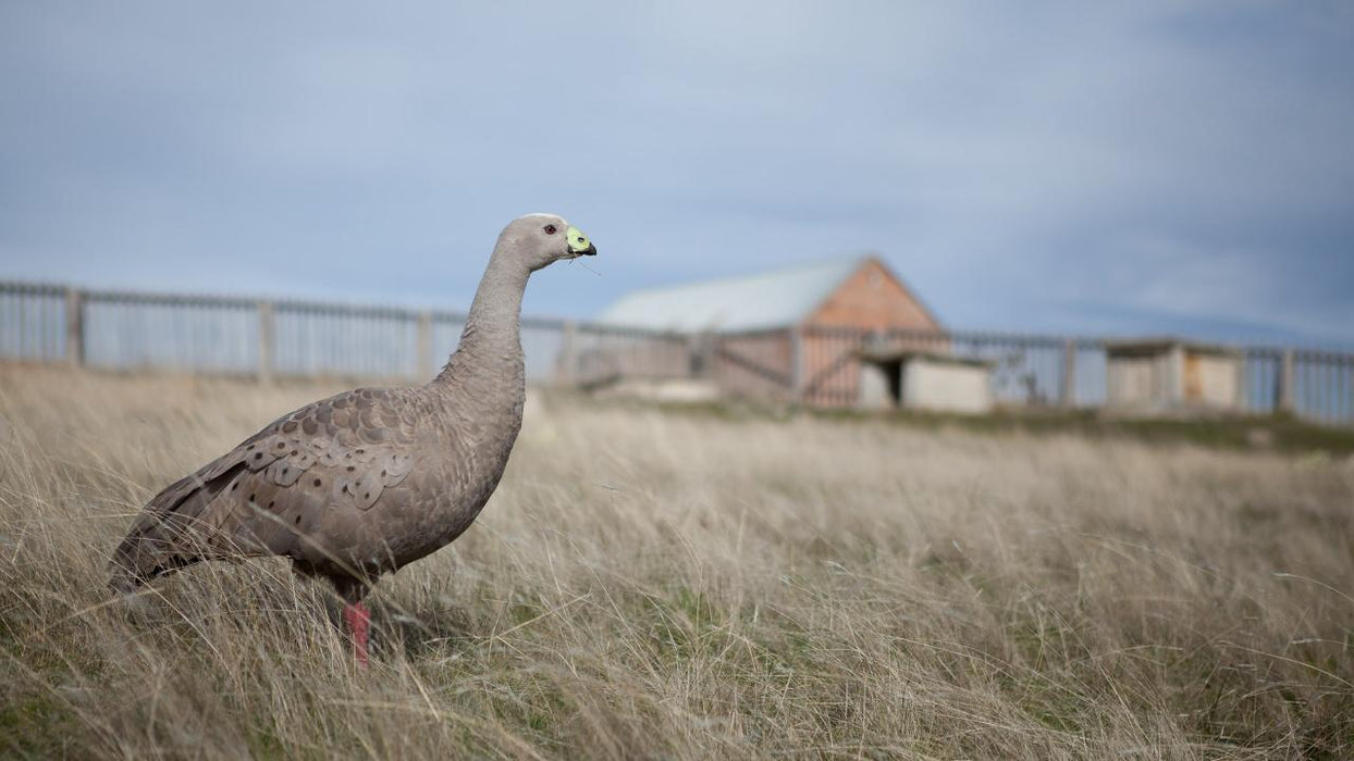 Maria Island National Park - Premium Private Photo - Oriented Day Tour - We Wander