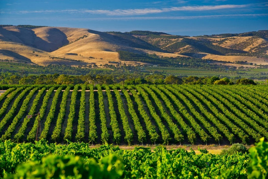Mclaren Vale Wine Tour Corporate Package Full Day (Partner)