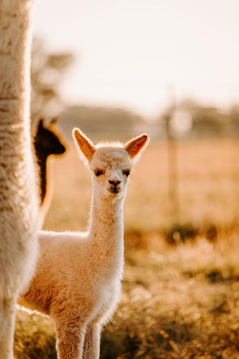 Private Online Alpaca Meet & Greet Experience