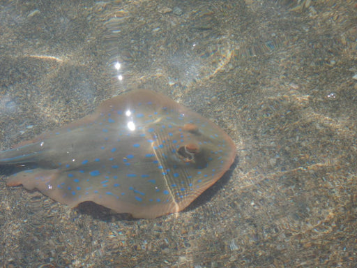 Palm Cove Double Island Kayak Turtle Tour - We Wander