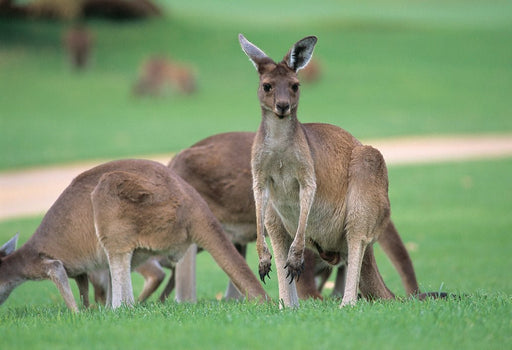 Perth, Fremantle, Swan Valley & Wildlife Park - We Wander