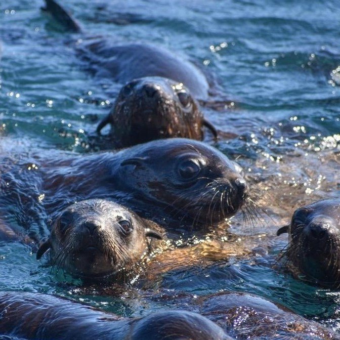 Phillip Island Seal Cruise - We Wander