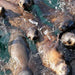 Phillip Island Seal Cruise - Family - We Wander