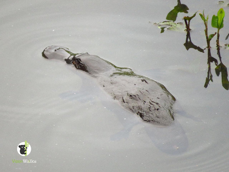 Platypus Walk