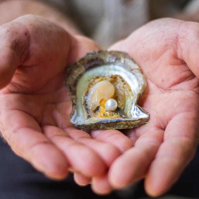 partner-Broken Bay Pearl Farm