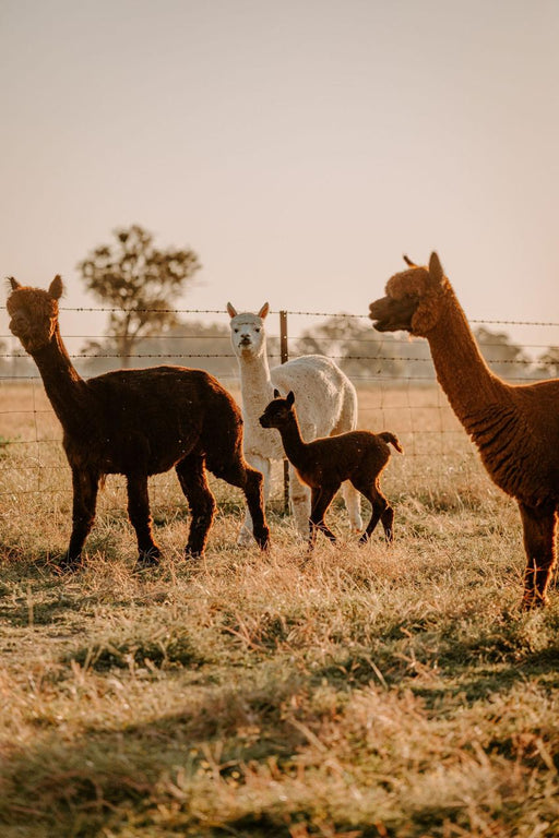 Private Online Alpaca Meet & Greet Experience - We Wander