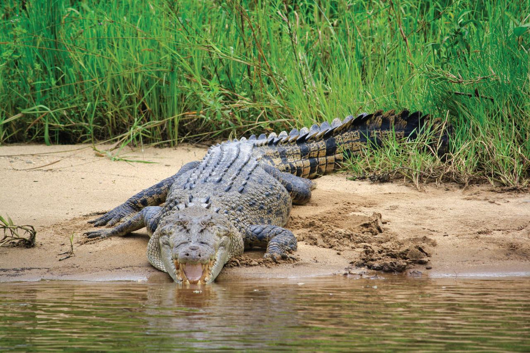 Crocodile Express Daintree River Cruise Daintree Village & Daintree Discovery Centre Unlimited Pass