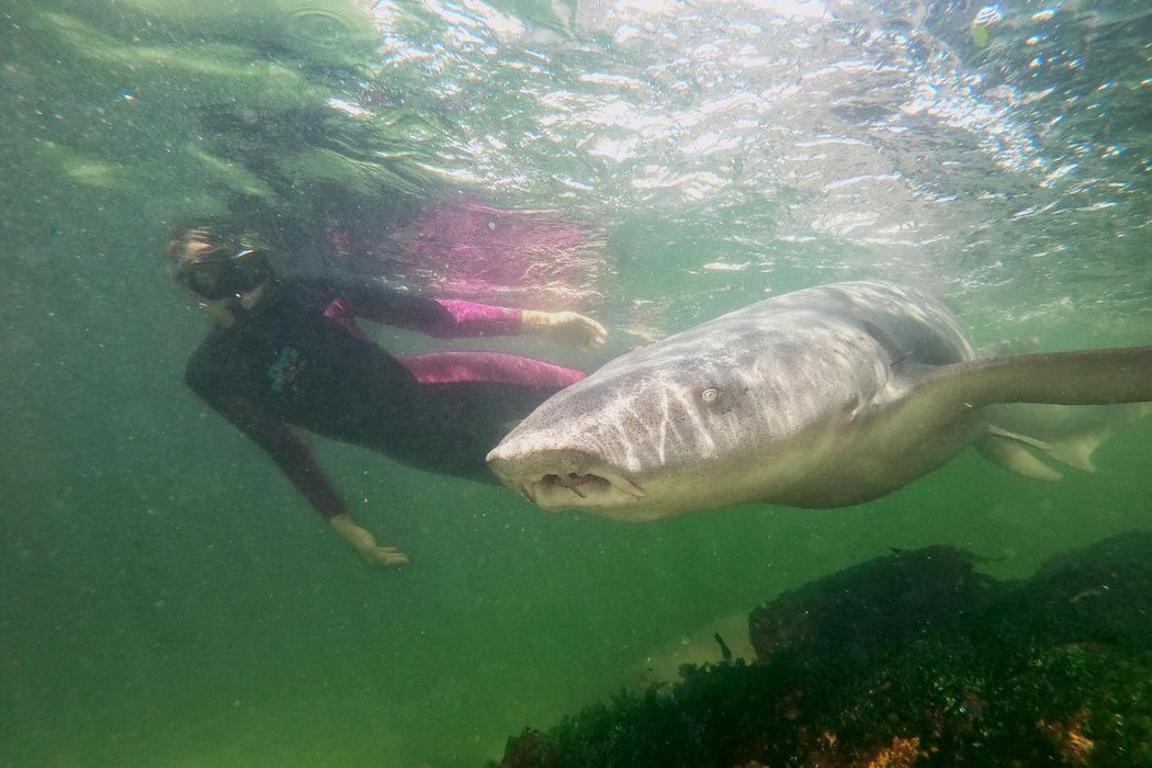 Reef Shark Snorkel With Entry Pass - We Wander