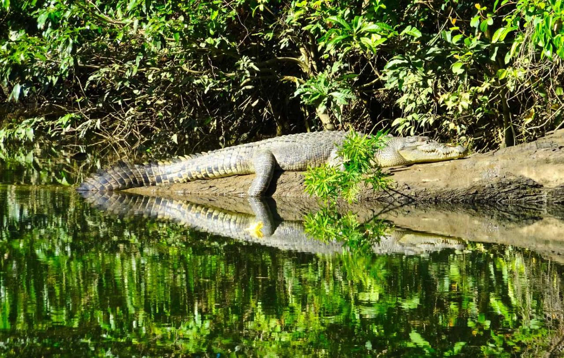 Crocodile Express Daintree Rainforest & Wildlife Cruise (From Daintree Village)