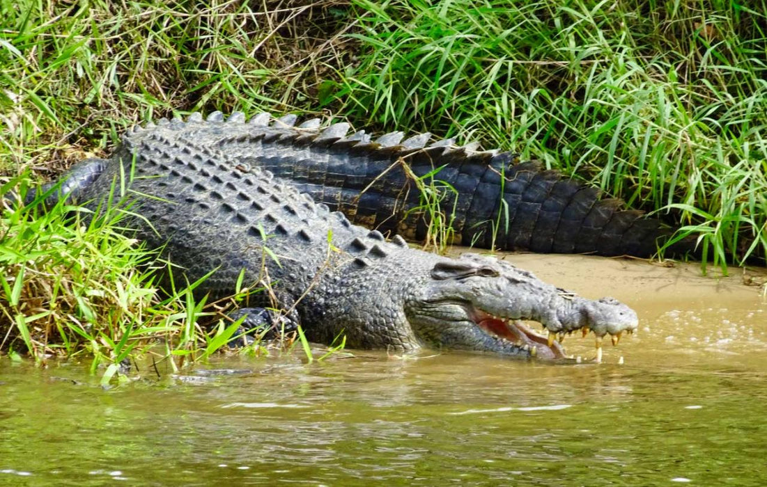 Crocodile Express Daintree Rainforest & Wildlife Cruise (From Daintree Village)