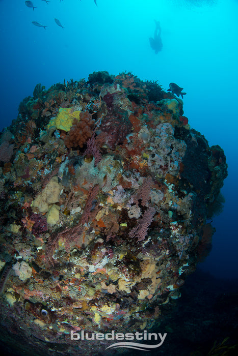 Rottnest Island (Wadjemup) Deep Dives