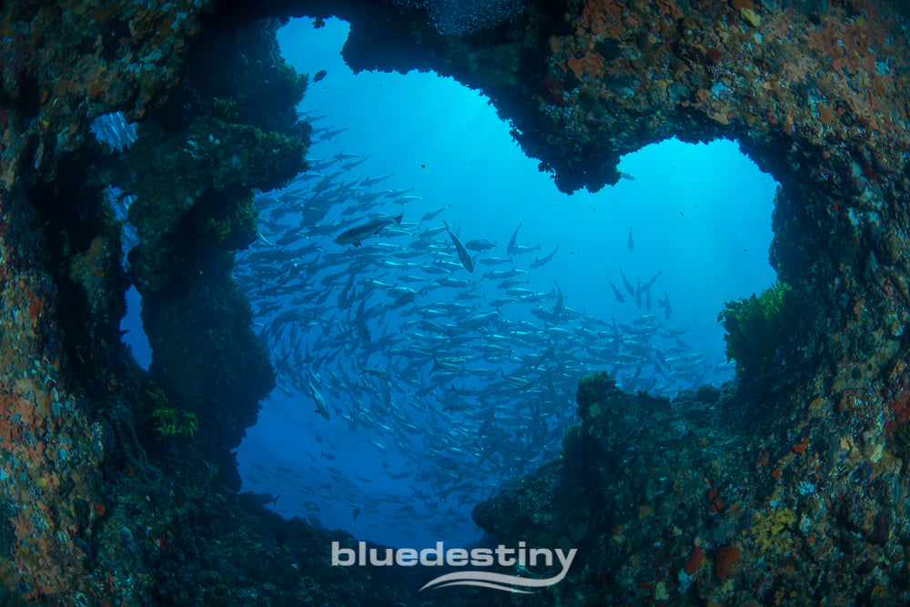 Rottnest Island (Wadjemup) Deep Dives