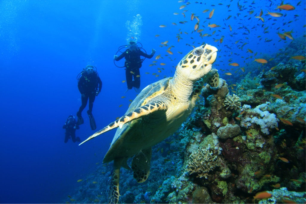 Tangalooma Wrecks Snorkeling -Diving