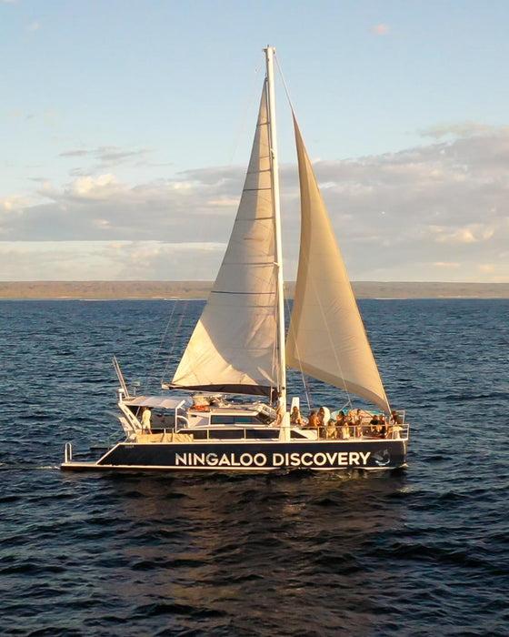 Sunset Sail Or Whale Watching (July - November) - We Wander