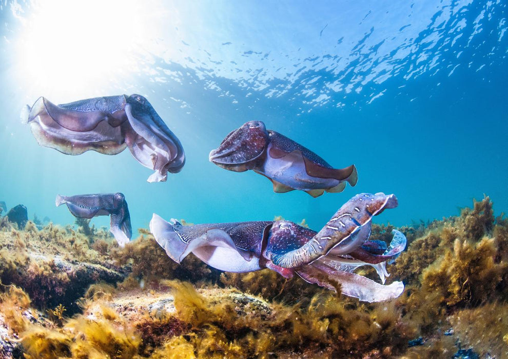Swim With The Giant Cuttlefish - We Wander
