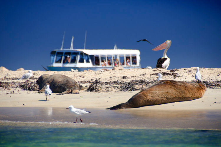 Winter Wildlife Cruise Includes Fresh Fish & Chips Lunch