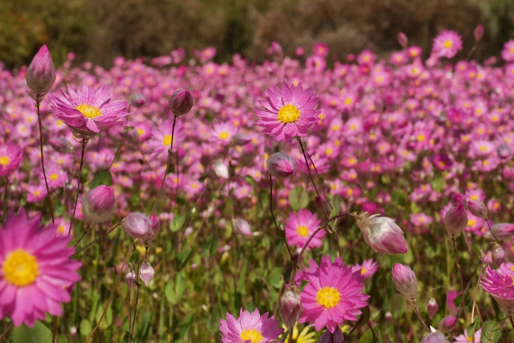 Toodyay Wildflower Special - We Wander