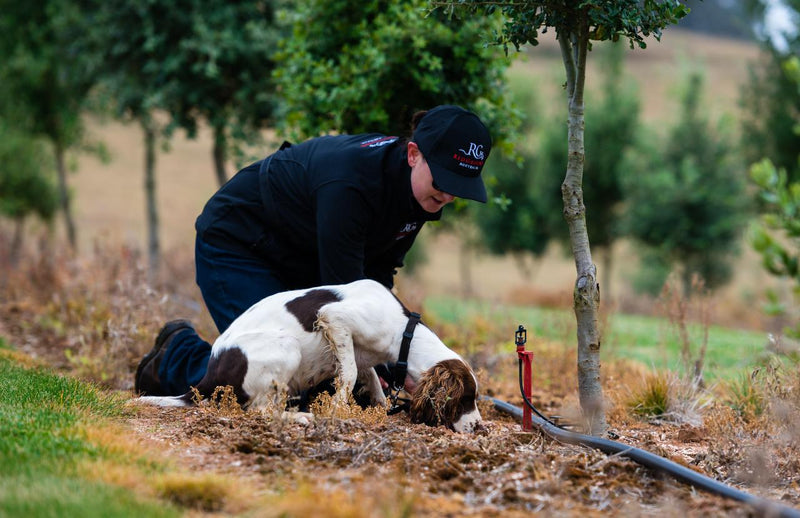 Truffle Hunt, Touch And Taste - We Wander