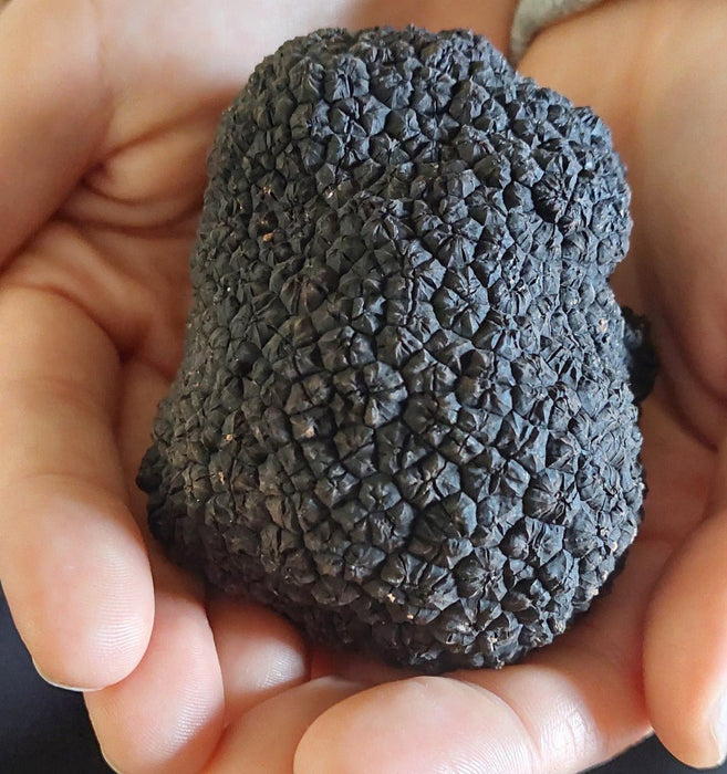 Truffle Hunt, Touch And Taste - We Wander