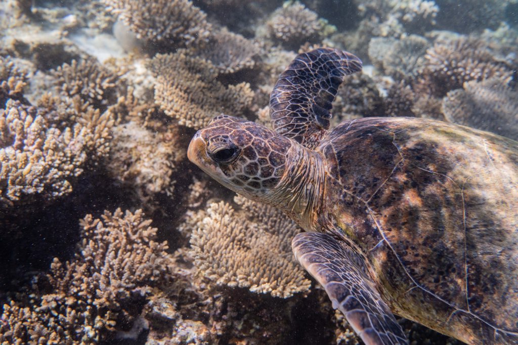 Coral Viewing Tour, Exmouth 1Hr