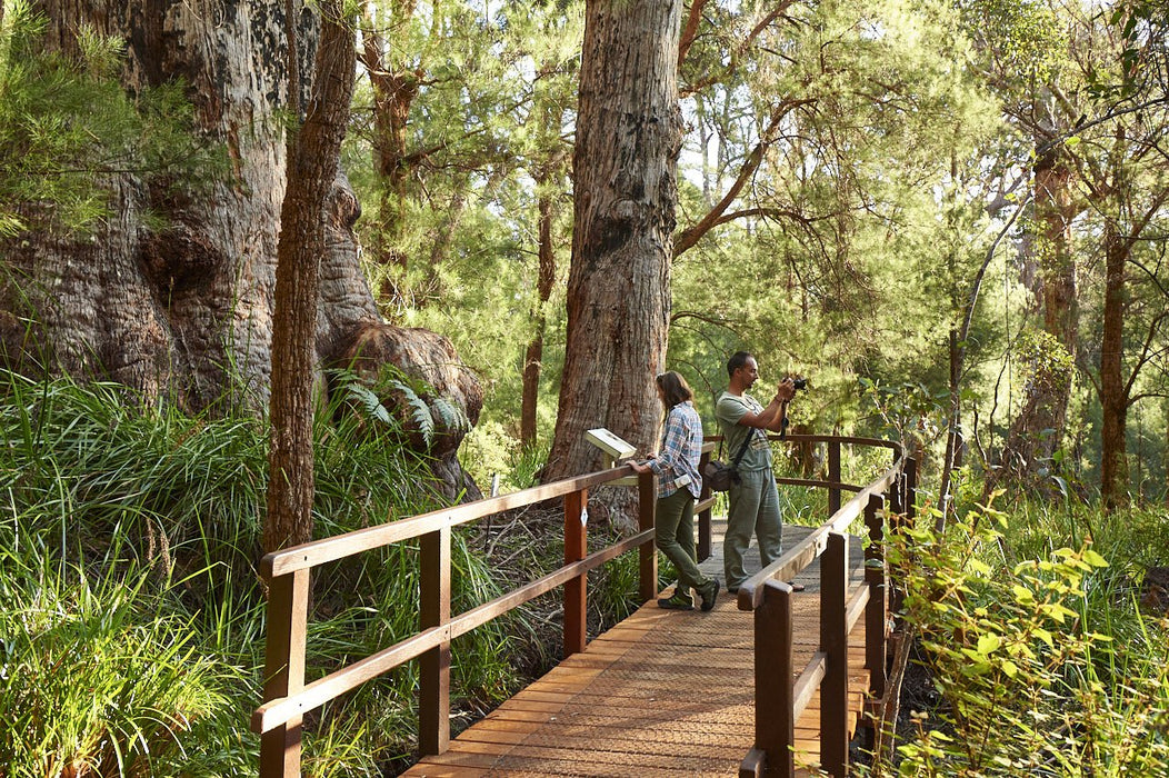 Valley Of The Giants Tree Top Walk - We Wander