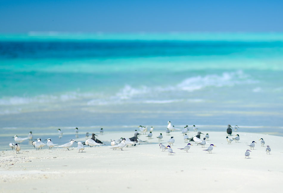 Coral Cay Bubbles