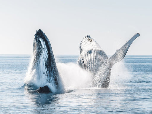 Western Wonders & Whales - We Wander