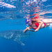 Whale Shark Adventure Swim Exmouth - We Wander