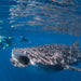 Whale Shark Adventure Swim Exmouth - We Wander